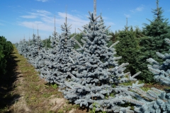 Picea pungens Hoopsii<br> Ялина колюча Хупсі