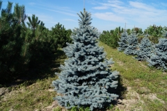 Picea pungens Oldenburg<br> Ялина колюча Ольденбург