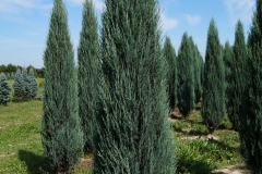 Juniperus scopulorum Blue Arrow<br> Ялівець скельний Блю Арров