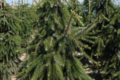 Picea omorica Pendula<br> Ялина сербська Пендула