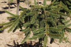 Picea abies "Inversa" Pa<br> Ялина звичайна Інверса