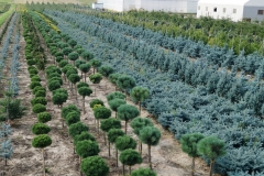 Pinus mugo "Mops"<br> Pa Сосна гірська Мопс
