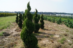 Thuja occidentalis Smaragd<br> Туя західна Смарагд