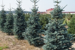 Abies lasiocarpa Argentea<br> Ялиця гірська Аргентеа