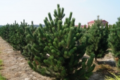 Pinus nigra Oregon Green<br> Сосна чорна Орегон Грін