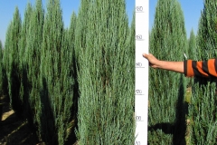 Juniperus scop. Blue Arrow<br> Ялівець скельний Блю Арров
