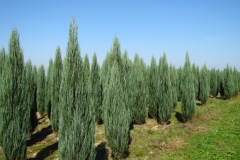 Juniperus scop. Blue Arrow<br> Ялівець скельний Блю Арров
