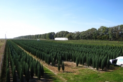 Juniperus scop. Blue Arrow<br> Ялівець скельний Блю Арров