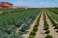 Thuja ocid. "Danica"<br> Туя західна Даніка