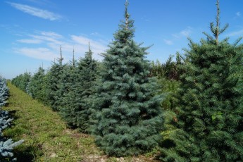 Abies concolor<br> Ялиця одноколірна