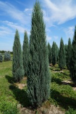Juniperus scopulorum Blue Arrow<br> Ялівець скельний Блю Арров