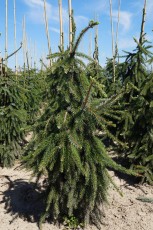 Picea omorica Pendula<br> Ялина сербська Пендула