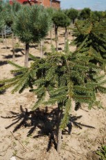 Picea abies "Inversa" Pa<br> Ялина звичайна Інверса