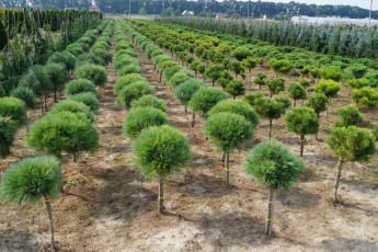Pinus strobus "Blue Shag"<br> Pa Сосна веймутова Блю Шаг