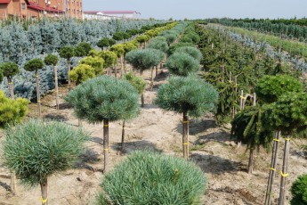 Pinus syl. "Watereri" Pa<br> Сосна звичайна Ватерері