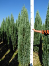 Juniperus scop. Blue Arrow<br> Ялівець скельний Блю Арров