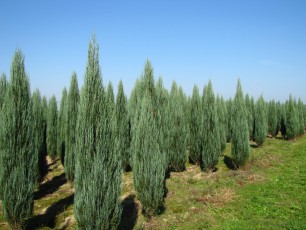 Juniperus scop. Blue Arrow<br> Ялівець скельний Блю Арров