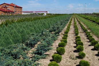 Thuja ocid. "Danica"<br> Туя західна Даніка