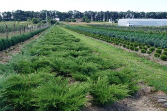 Juniperus "Mint Julep"<br> Ялівець Мінт Джулеп