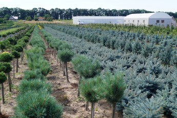 Pinus syl. "Watereri" Pa