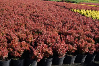 Berberis "Admiration"