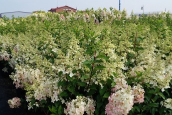 Hydrangea pan. Vanille Fraise<br> Гортензія Ваніль Фрайз