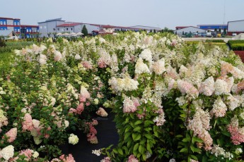 Hydrangea pan. "Pinky Winky"<br> Гортензія вінична Пінкі Вінкі