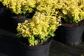 Berberis tunb. "Tini Gold"<br> Барбарис Тунберга Тіні Голд