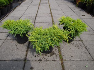 Juniperus pfit. "Gold Kissen"<br> Ялівець середній Голд Кіссен