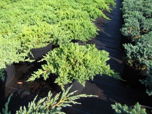 Juniperus procum. "Nana"<br> Ялівець лежачий Нана