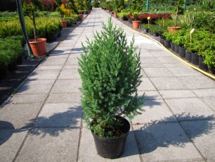 Juniperus chin. "Stricta"<br> Ялівець китайський Стрікта