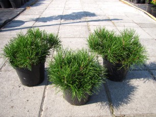 Pinus mugo var. pumilio<br> Сосна гірська пуміліо