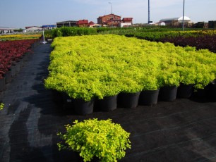 Spirea jap. "Golden Carpet"<br> Спірея Голден Карпет