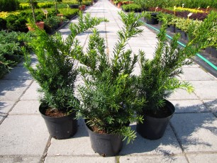 Taxus bac. "Repandens"<br> Тис ягідний Репанденс
