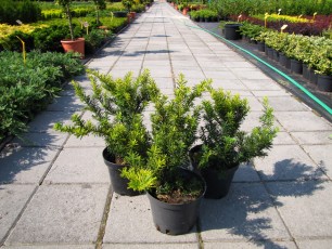 Taxus bac. "Summergold"<br> Тис ягідний Самерголд