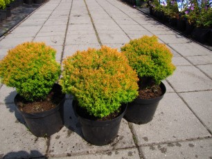 Thuja ocid. "Aniek"<br> Туя західна Аніек