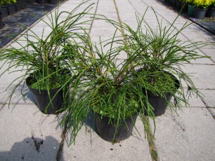 Thuja pl. "Whipcord"<br> Туя гігантська Віпкорд