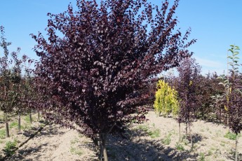 Prunus cer. "Nigra"<br> Слива розлога Нігра