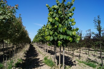 Tilia americana<br> Липа амерікана