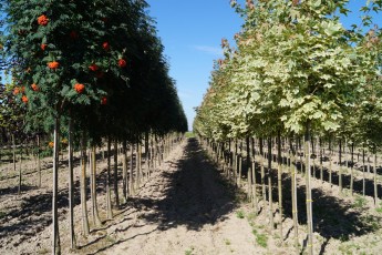 Acer plat. "Drumondii"<br> Клен гостролистий Друмонді