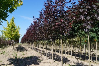 Acer plat. "Royal Red"<br> Клен гостролистий Роял Ред