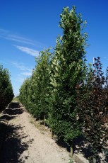 Quercus robur Fastigiata Koster Дуб звичайний Фастігіата Костер