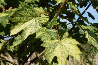 Acer pseud. "Leopoldii"<br> Клен явір Леопольді