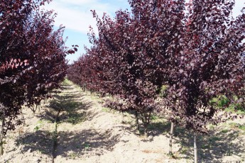 Prunus cer. "Nigra"<br> Слива розлога Нігра
