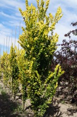 Ulmus x hollandica "Wredei"<br> В'яз голандський Вредей
