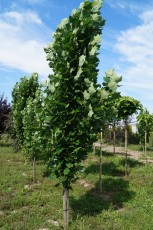 Liriodendron tulip. Fastigiatum<br> Тюльпанове дерево Фастігіатум