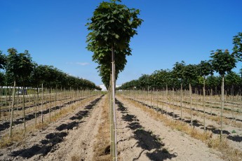 Acer plat. "Globosum"<br> Клен гостролистий Глобосум