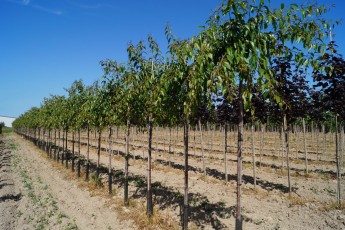 Prunus serr. Kiku-shidare-zakura<br> Сакура Кіку-Шідаре