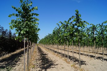 Tilia europ. "Euhlora"<br> Липа європейська Еухлора