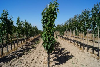 Prunus serr. Amanogawa<br> Сакура Аманогава